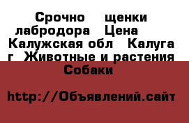 Срочно!!! щенки лабродора › Цена ­ 0 - Калужская обл., Калуга г. Животные и растения » Собаки   